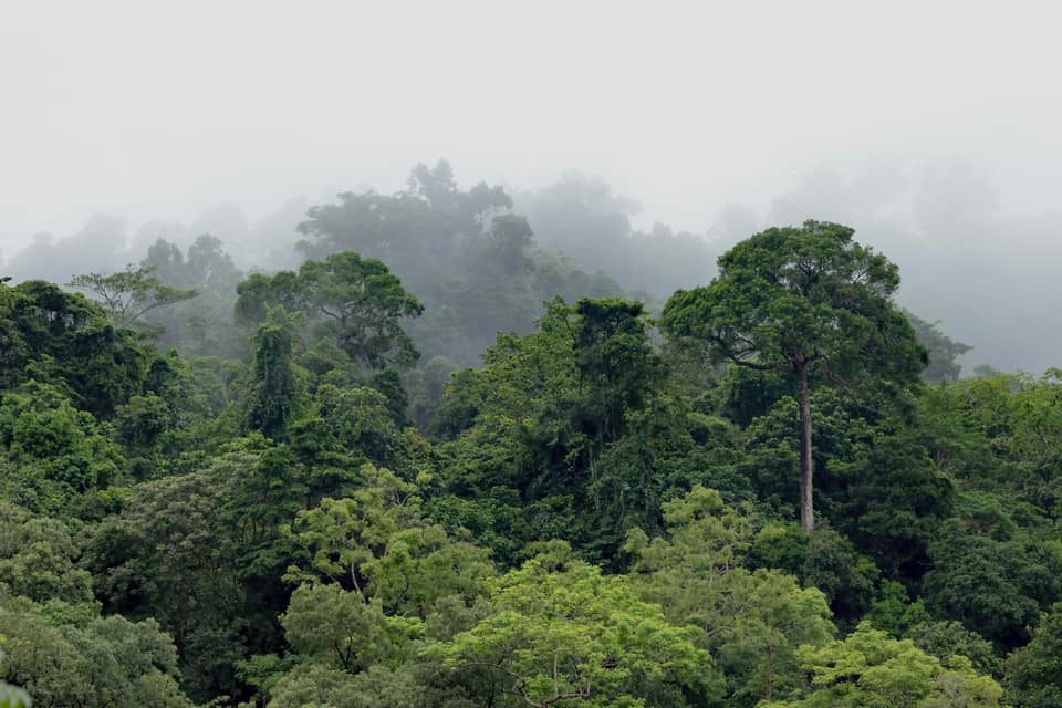 Rainforest canopy with mist behind