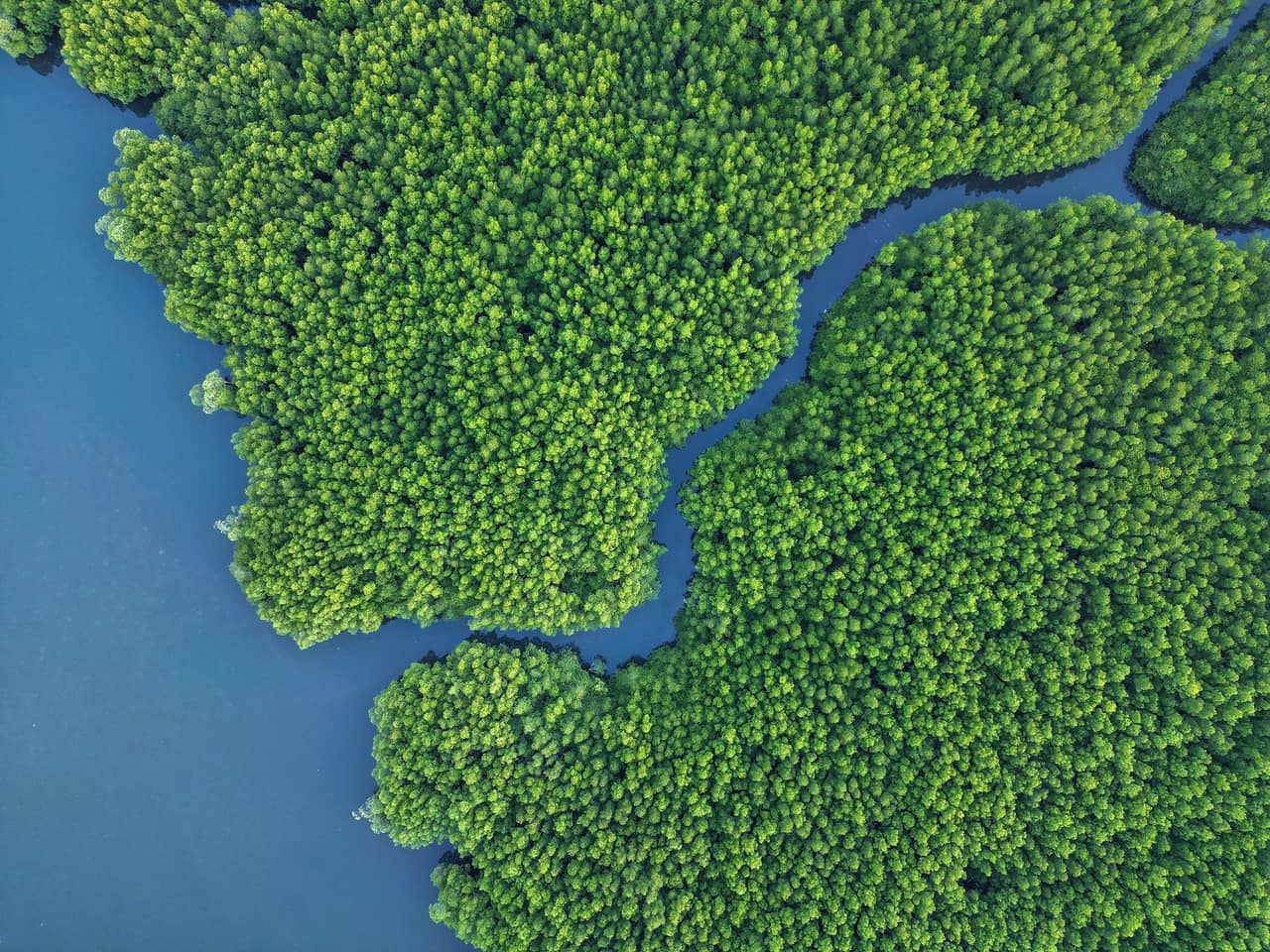 Mangrove forest and a tidal channel seen from above