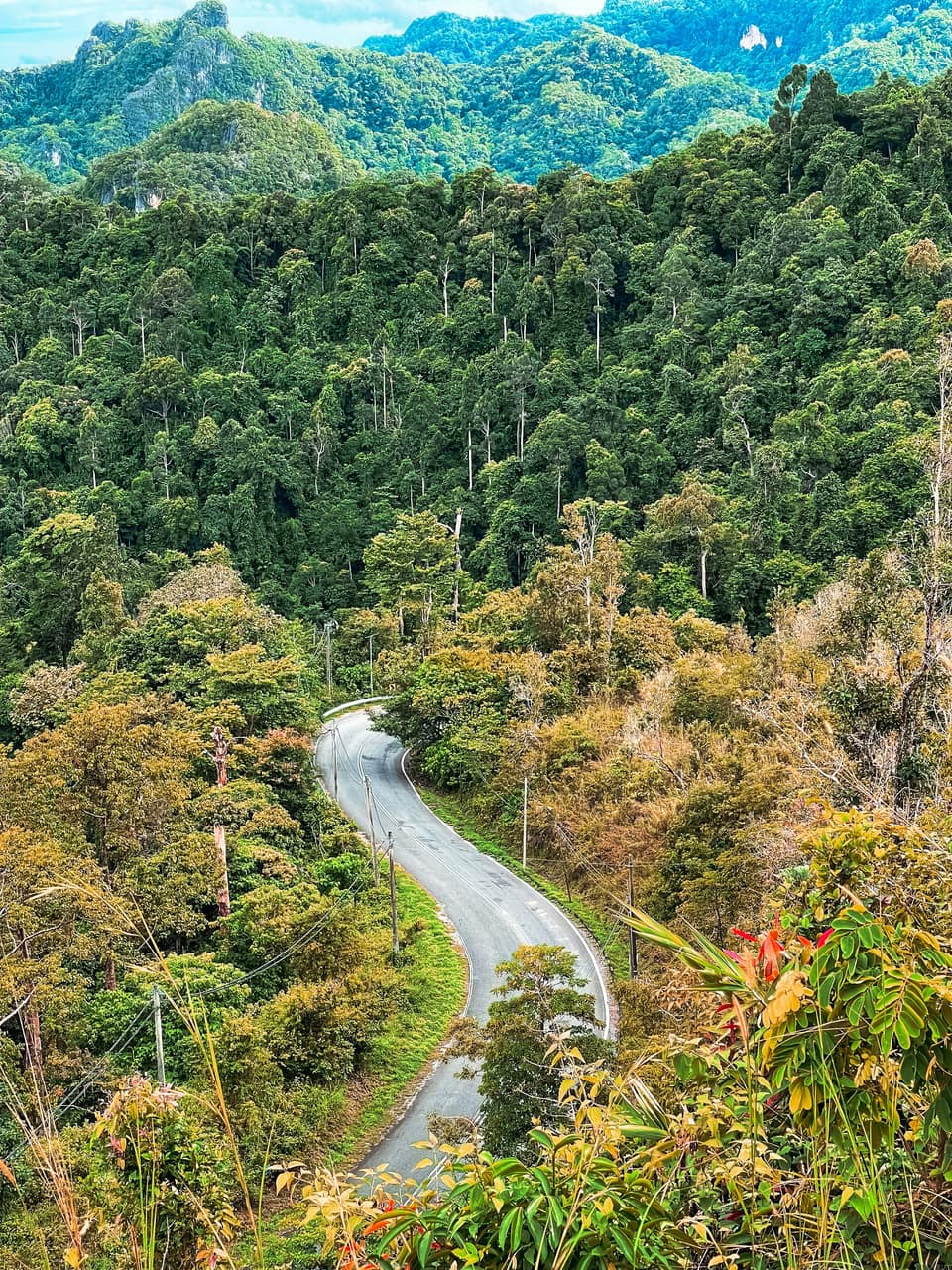 A road winding through rainforest, seen from above
