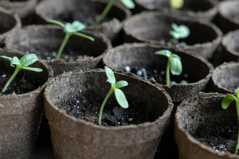 Seedlings sprouting in fibre pots