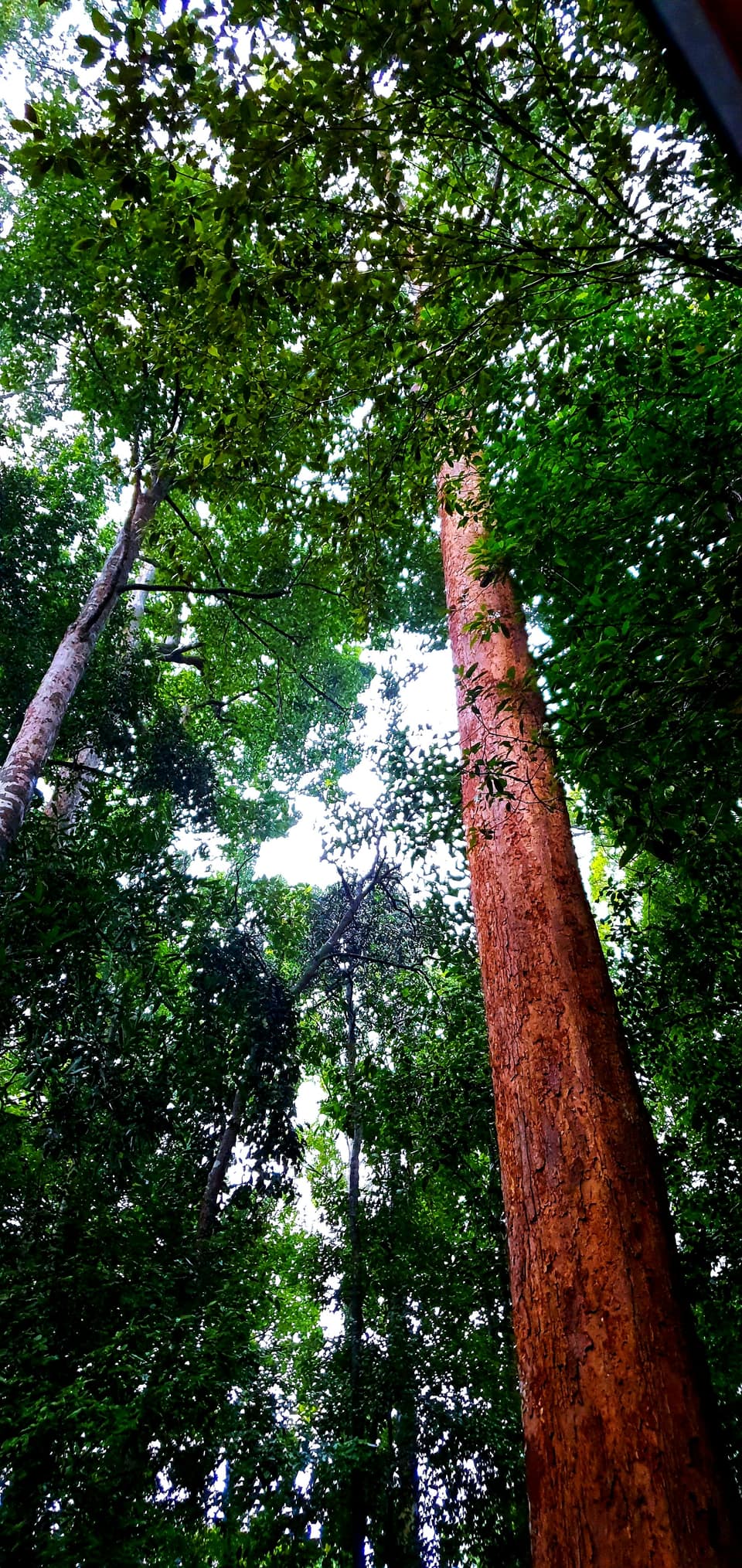 Looking up the trunk of a tall rainforest tree into the canopy
